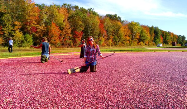 Cranberry Harvest Wisconsin Rapids